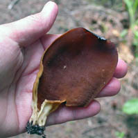 Front view showing whitish stem.